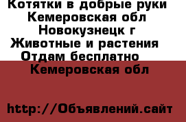 Котятки в добрые руки - Кемеровская обл., Новокузнецк г. Животные и растения » Отдам бесплатно   . Кемеровская обл.